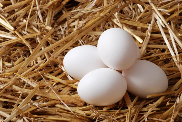 흰색 계란 죄 짚 더미 — 스톡 사진