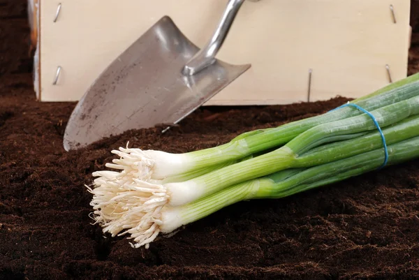 Fresh harvested spring onions — Stock Photo, Image
