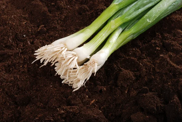 Spring onions in garden soil — Stock Photo, Image