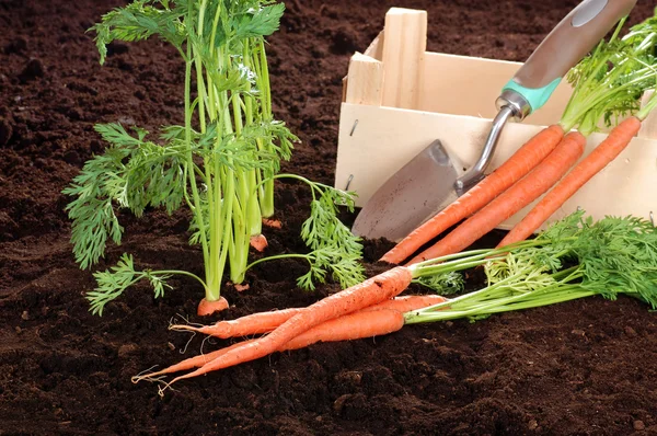 Fresh picked garden carrots with wood box — Stock Photo, Image