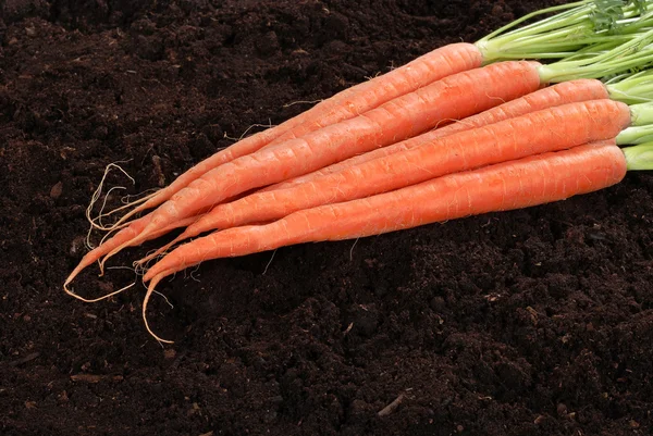 Fresh picked carrots — Stock Photo, Image