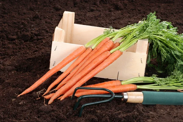 Садовая морковь с деревянной коробкой и вилкой — стоковое фото