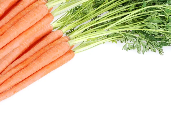 Row of fresh garden carrots — Stock Photo, Image