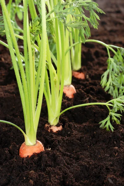 Makro morötter i trädgården mycket grunt dof — Stockfoto