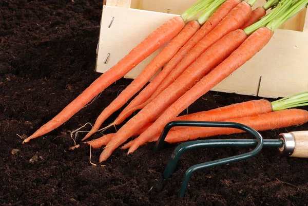 Carrots leaning on wooden box — Stock Photo, Image