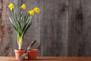 Daffodils still life clipart