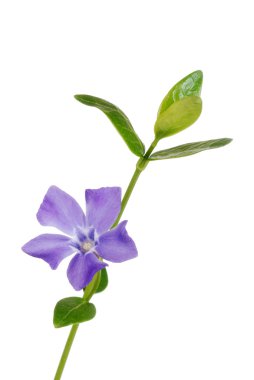 Isolated periwinkle flower clipart