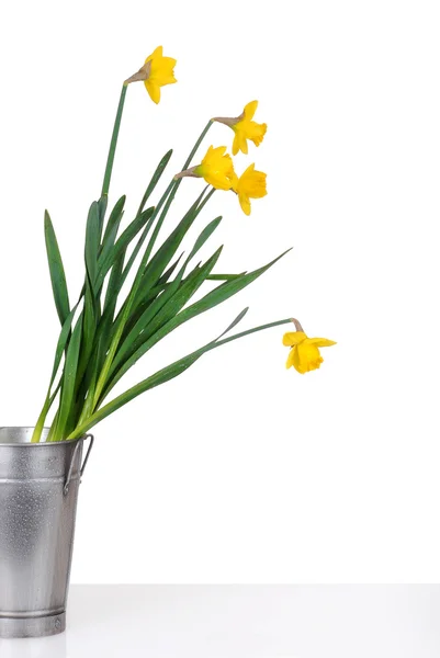 Daffodils in a metal bucket — Stock Photo, Image
