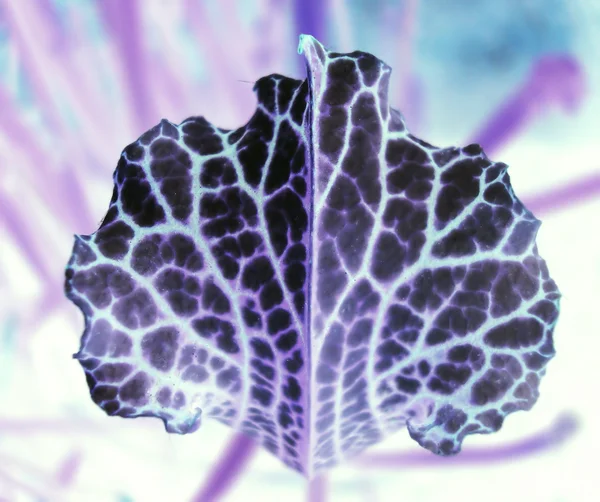 soyut yaprak doku deseninin