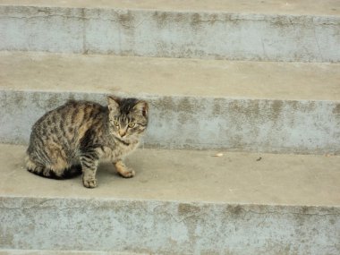 merdivenlerde oturan yalnız kedi