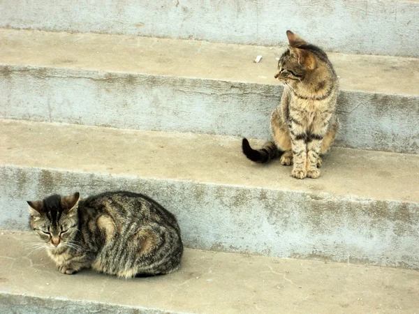 Dos gatos en las escaleras — Foto de Stock