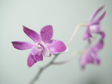 dendrobium orkide detay