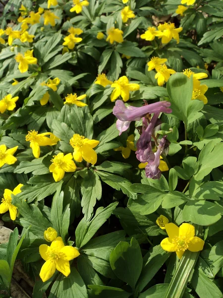 stock image Spring flower detail