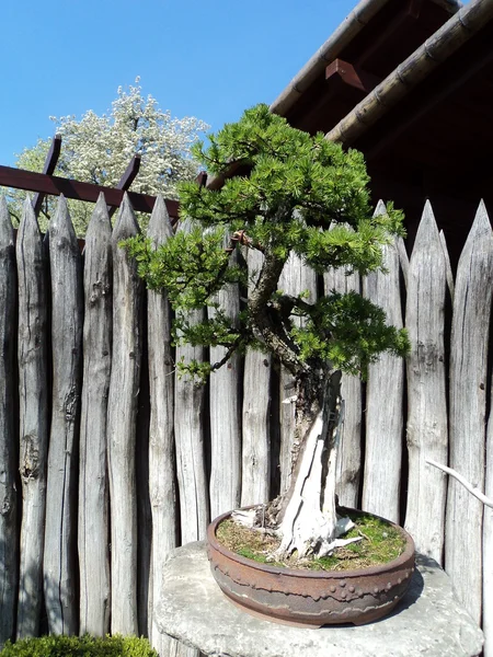 Pine bonsai — Stockfoto