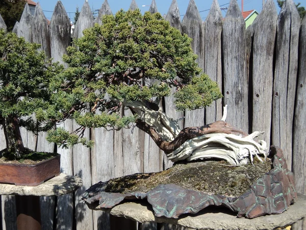 Evergreen bonsai