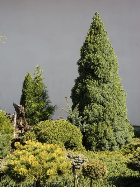 Árvores verdes e arbustos no berçário — Fotografia de Stock