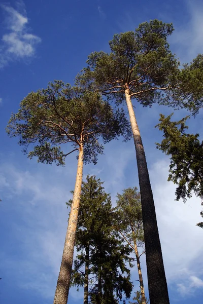 stock image Two pine trees