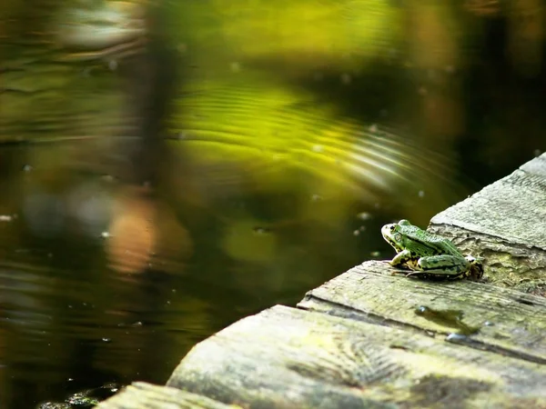 Kurbağa watertable arıyorsunuz — Stok fotoğraf