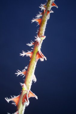 buzlanma ile gül dikeni