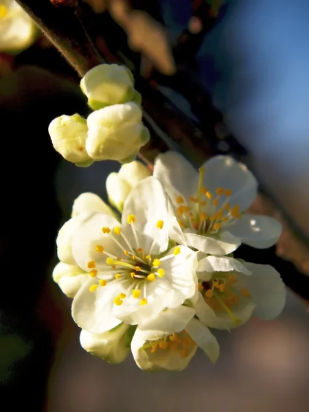 erik ağacı çiçeği