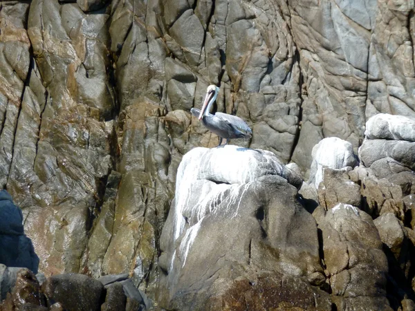 stock image Pelican on rock