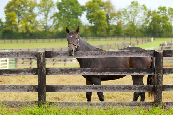 農場での馬 — ストック写真