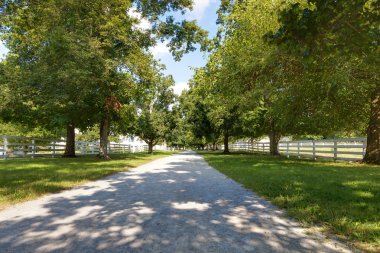 Tree Linded Alley clipart