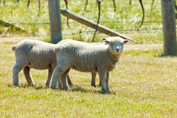 Babydoll πρόβατα — Φωτογραφία Αρχείου