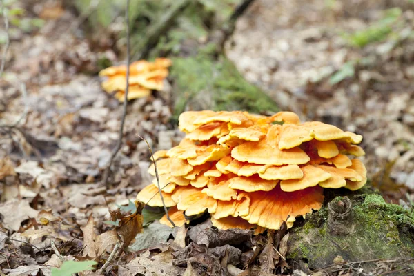 stock image Wood mushrooms