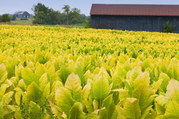 Тютюнові ферми — стокове фото