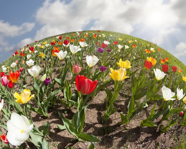 Świat tulipanów — Zdjęcie stockowe