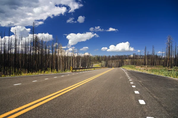 Estrada através da floresta queimada — Fotografia de Stock