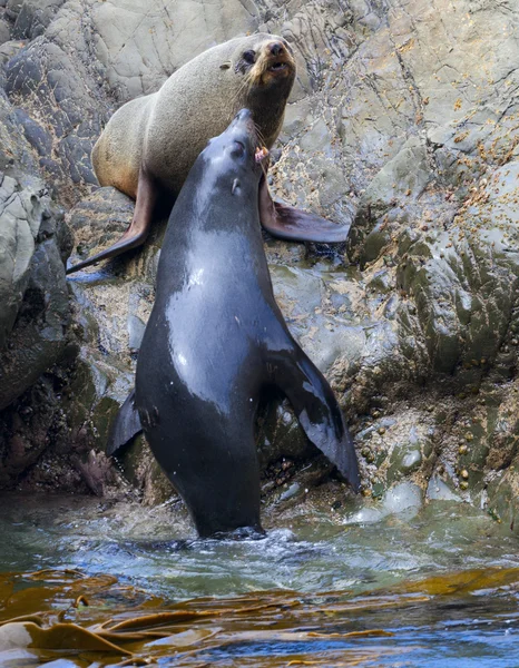 Sea Lion's life — Stock Photo, Image