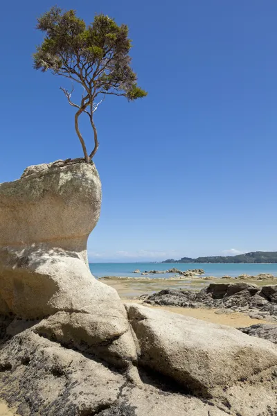 Drzewo na skale — Zdjęcie stockowe