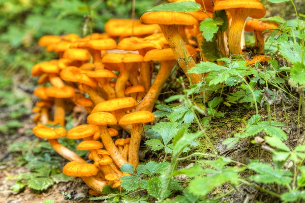 Wild mushrooms — Stock Photo, Image