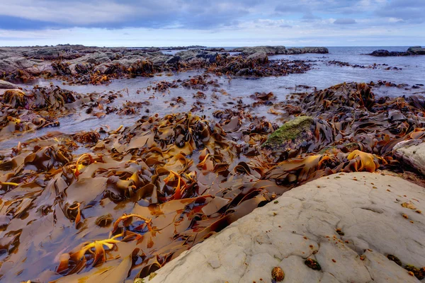 Kelp — Stockfoto