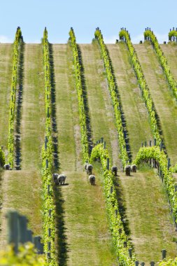 Babydoll sheep in a vineyard clipart