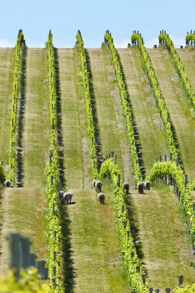 Babydoll-Schafe in einem Weinberg — Stockfoto