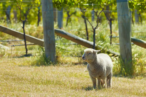 Babydoll fårkošilka ovce — Stock fotografie