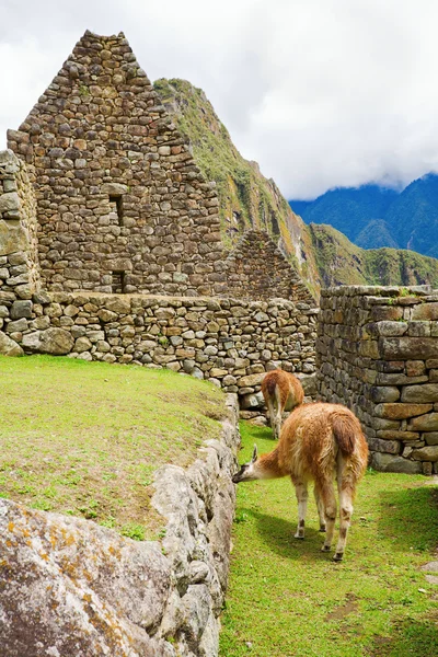Llamas en Machu Picchu — Foto de Stock