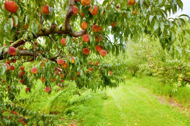 Peach orchard clipart