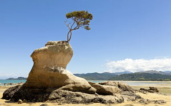 Baum auf dem Felsen — Stockfoto