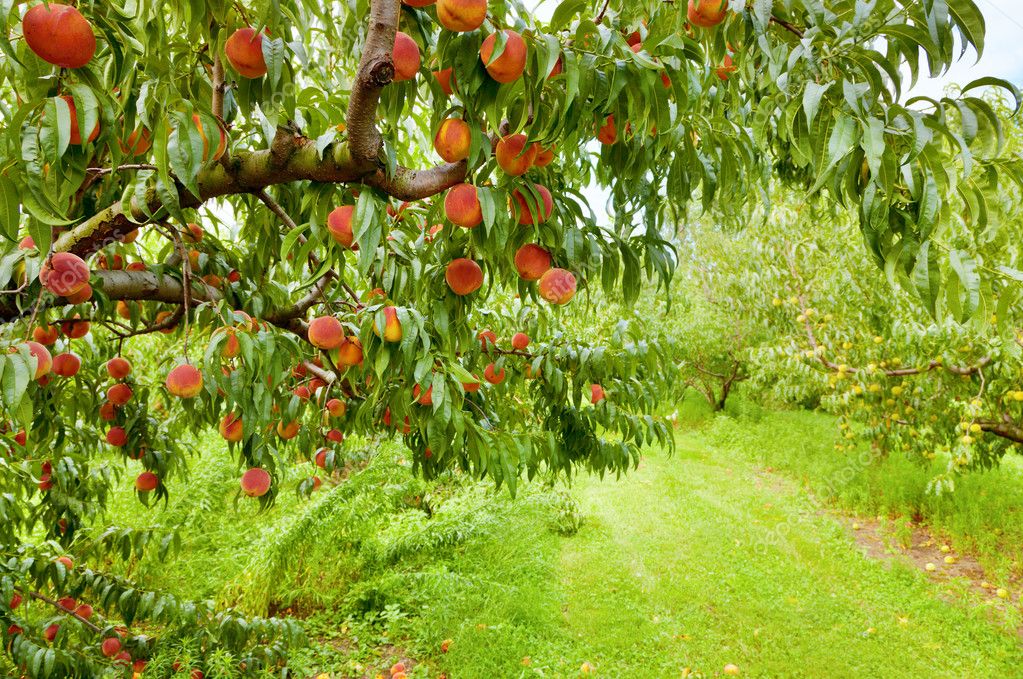 Какие фруктовые деревья можно сажать. Плодовое дерево персик Киевский. Нектарин дерево. Ашхабадский персик дерево. Плантация абрикосов.