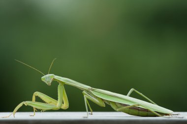 Praying Mantis clipart