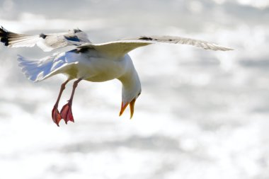 Landing seagull clipart