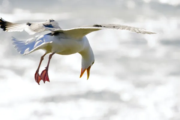 Landing seagull — Stock Photo, Image