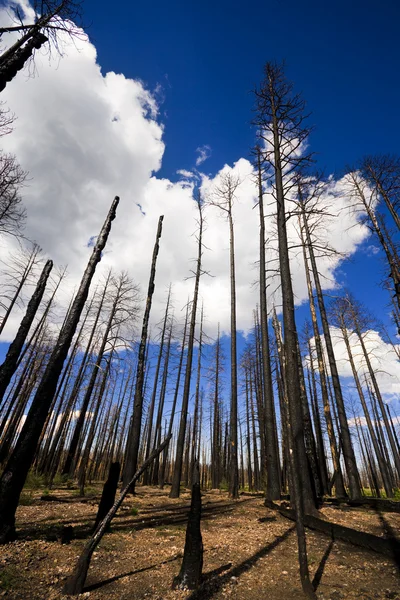 Verbrande bos — Stockfoto