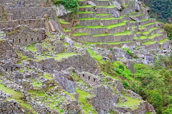 Terrazze di Machu Picchu — Foto Stock
