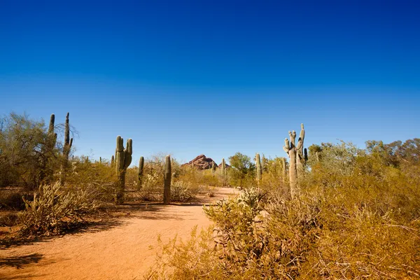 Arizona desert — Stock Photo, Image