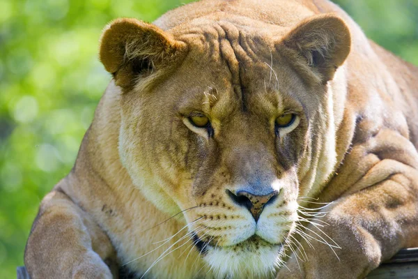 身をかがめるライオン — ストック写真